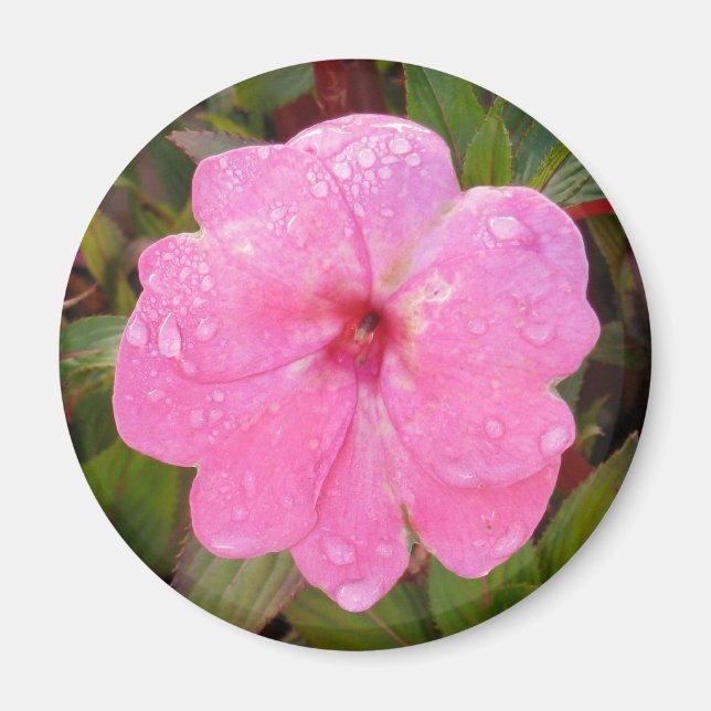 Nassmagnet der Blume Magnet (Vorne)