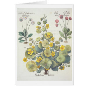 Nasturces et marguerites : 1.Nasturtium Indicum ;