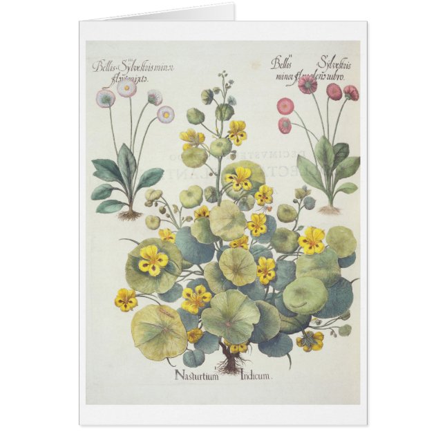 Nasturces et marguerites : 1.Nasturtium Indicum ; (Devant)