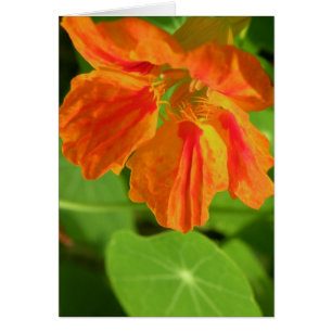 Nasturtium