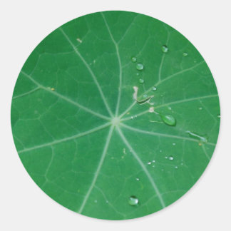 Nasturtium-Blatt Runder Aufkleber