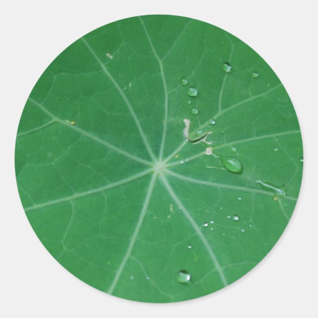 Nasturtium-Blatt Runder Aufkleber (Vorderseite)