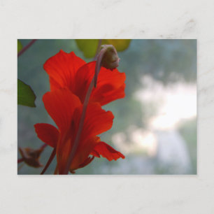 Nasturtium Blooms Postkarte