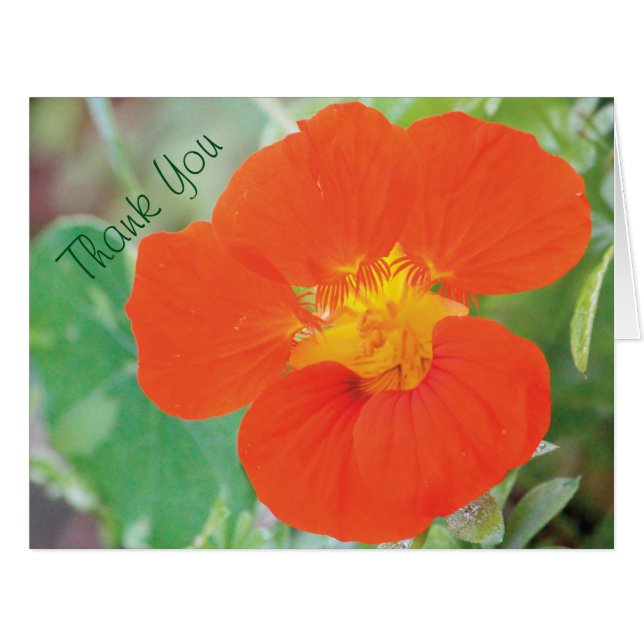 Nasturtium Blume Danke (Vorderseite (Horizontal))