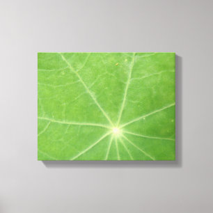 Nasturtium Leaf Canvas Print Leinwanddruck
