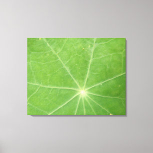 Nasturtium Leaf Canvas Print Leinwanddruck