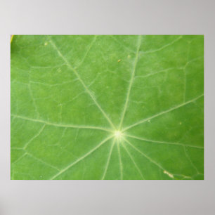 Nasturtium Leaf Print Poster