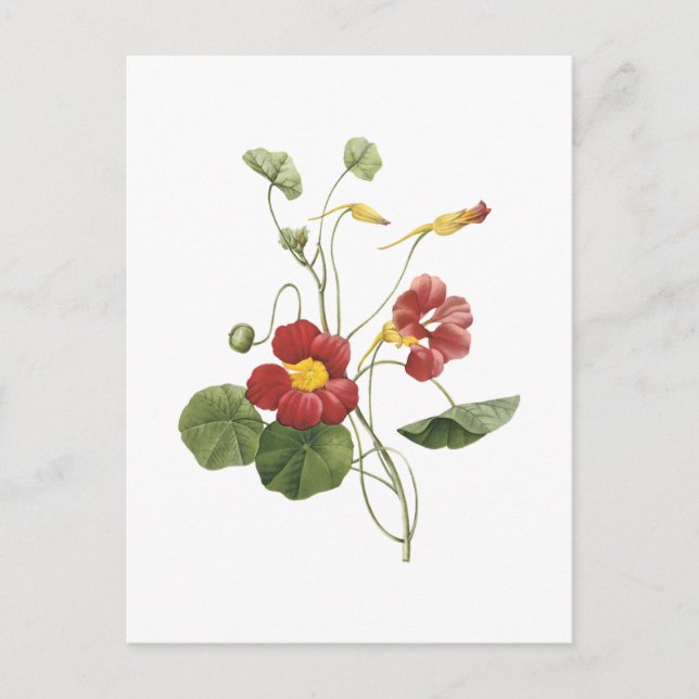 nasturtium(Tropaeolum majus) von Redouté Postkarte (Vorderseite)