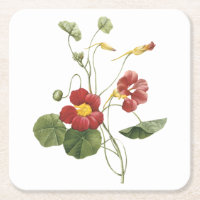 nasturtium(Tropaeolum majus) von Redouté
