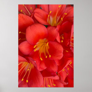 Natal Lily Blume Poster