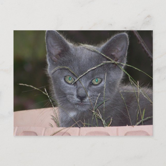 Natasha Hiding Postkarte (Vorderseite)