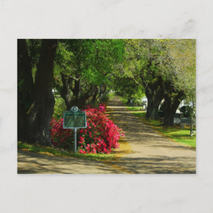 Natchez City Friedhof Postkarte