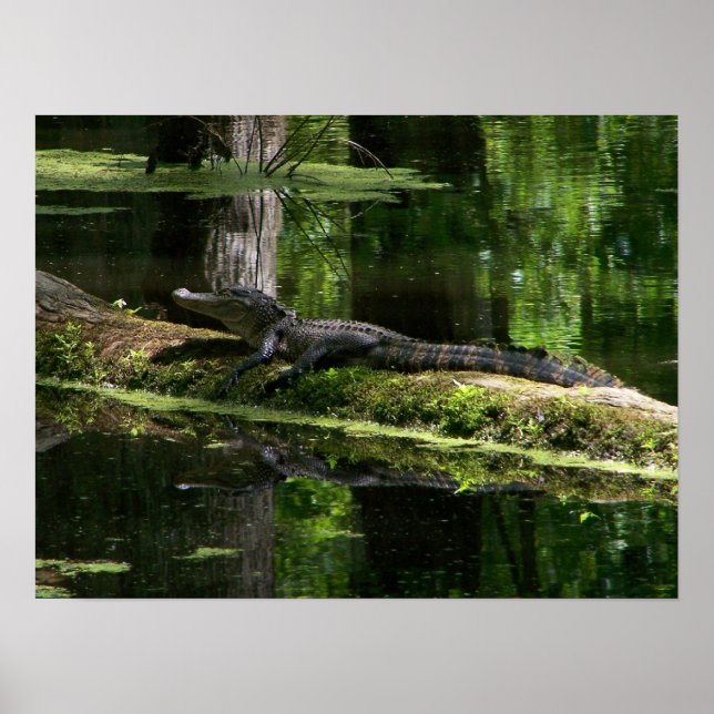 Natchez Trace Gator (3) Poster (Vorne)