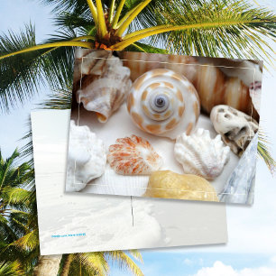 Natica Jewel Box Kitten's Paw Seashells Postcard Postkarte