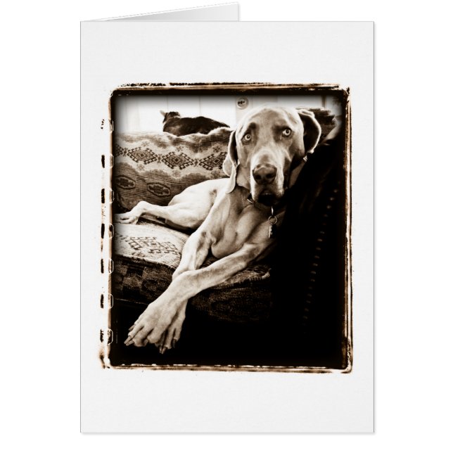 Nation de Weimaraner : La "chaise de Ballou " (Devant)