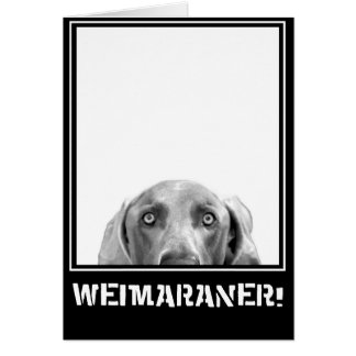 Nation de Weimaraner : Weimaraner dans une boîte !