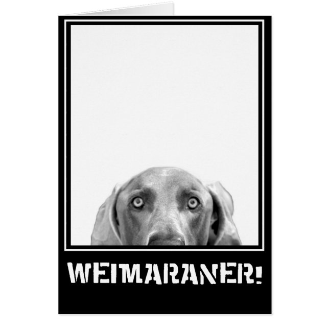 Nation de Weimaraner : Weimaraner dans une boîte ! (Devant)