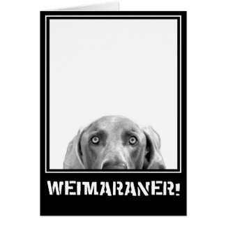 Nation de Weimaraner : Weimaraner dans une boîte !