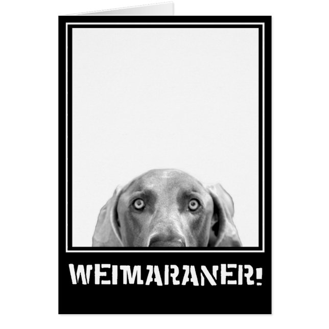 Nation de Weimaraner : Weimaraner dans une boîte ! (Devant)