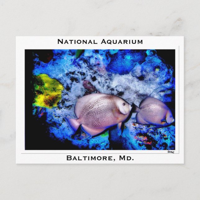 National Aquarium, Baltimore, Md. Postkarte (Vorderseite)