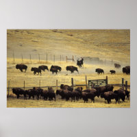 National Bison Range Roundup in Montana