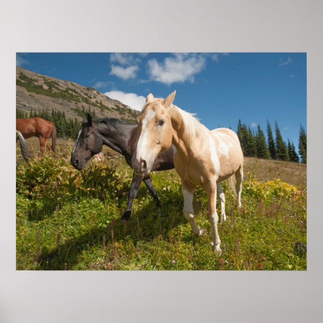 National Park North Cascades Poster (Vorne)