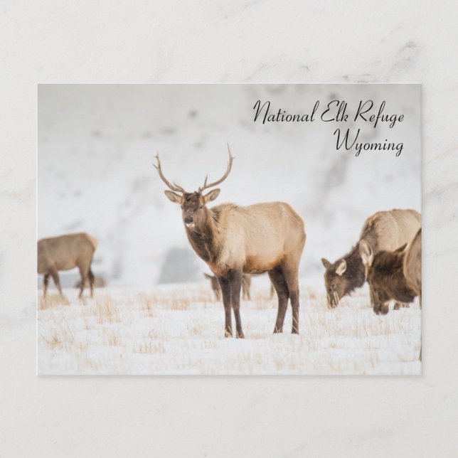 Nationale Elchhütte Wyoming Postcard Postkarte (Vorderseite)