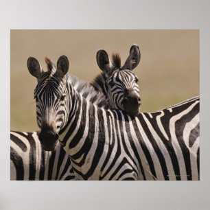 Nationale Reserve Masai-Maras, Kenia, 3 im Juli Poster