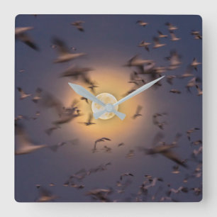 Nationale Schutzhütte Bosque del Apache Quadratische Wanduhr