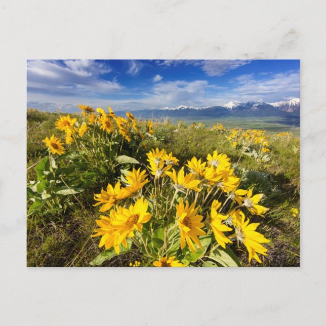 Nationales Bison-Gebiet Postkarte (Vorderseite)