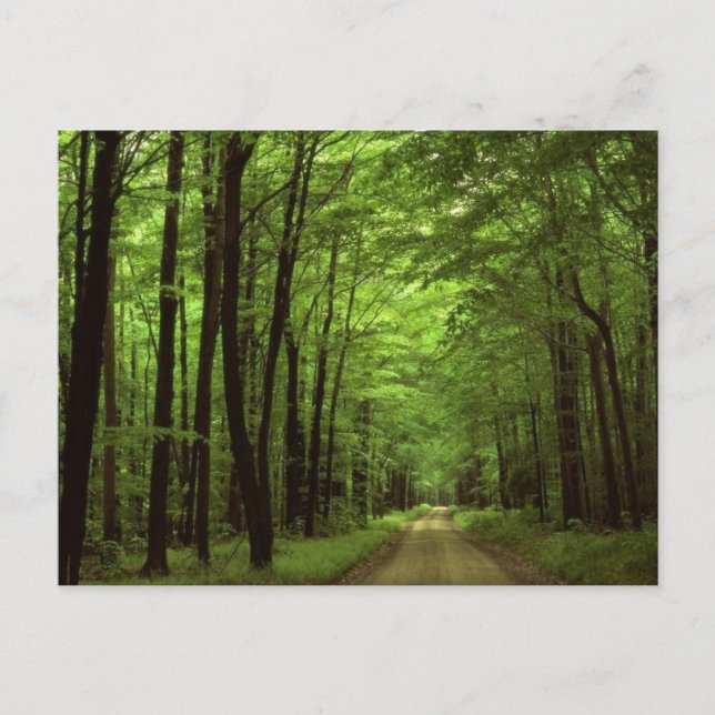 Nationalpark Allegheny, Pennsylvania Postkarte (Vorderseite)