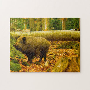 Nationalpark Bayrischerwaldaw Bayern Deutschland.