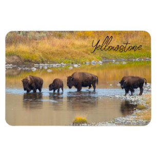 Nationalpark Bison River Crossing Yellowstone Magnet