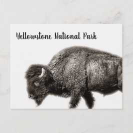 Nationalpark Bison Yellowstone Postkarte