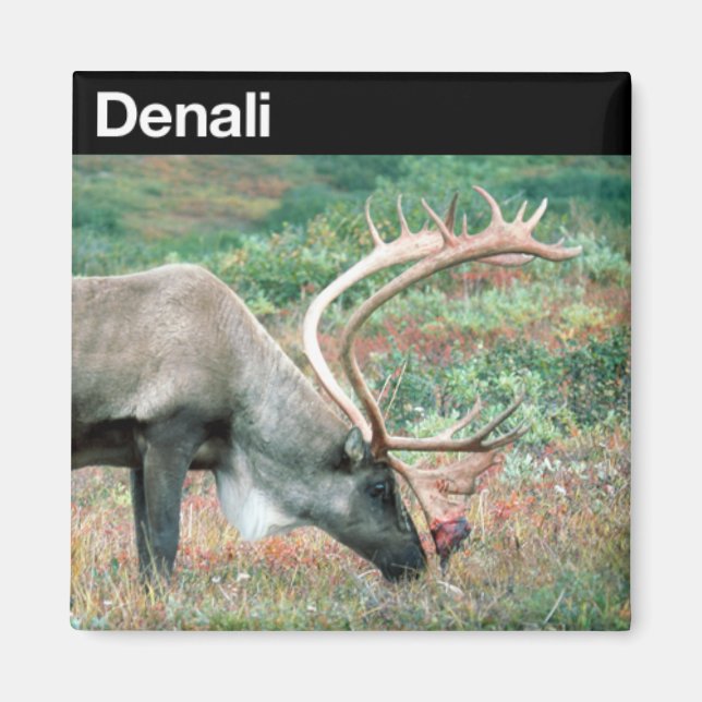 Nationalpark Denali Magnet (Vorne)