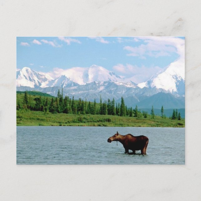 Nationalpark Denali Postkarte (Vorderseite)