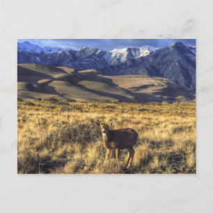 Nationalpark der Great Sand Dunes, Colorado Postkarte