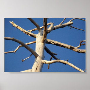 Nationalpark des Mammutbaums Poster