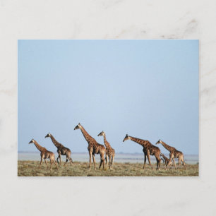 Nationalpark Etosha, Namibia 2 Postkarte