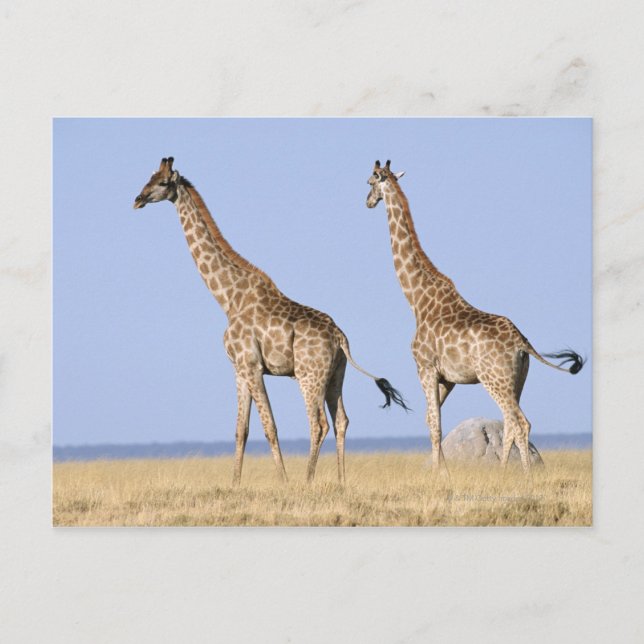 Nationalpark Etosha, Namibia 3 Postkarte (Vorderseite)