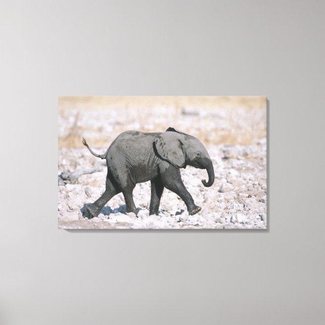 Nationalpark Etosha, Namibia Leinwanddruck (Vorderseite)
