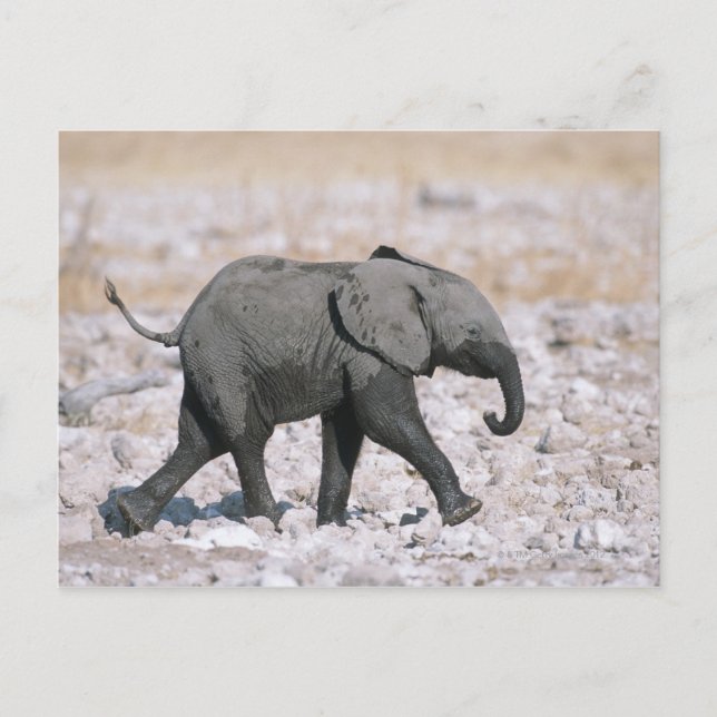 Nationalpark Etosha, Namibia Postkarte (Vorderseite)