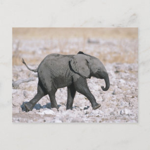 Nationalpark Etosha, Namibia Postkarte