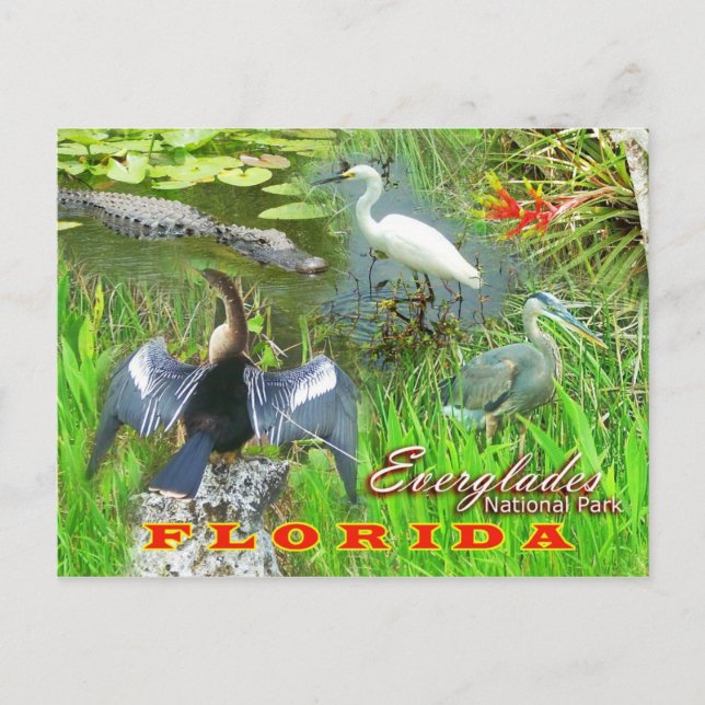 Nationalpark Everglades, Florida Postkarte (Vorderseite)