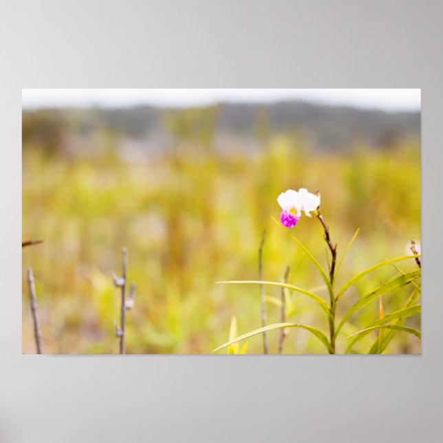 Nationalpark Hawaii Tropical Orchid Poster (Vorne)