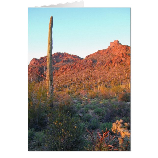 Nationalpark Saguaro (Vorne)