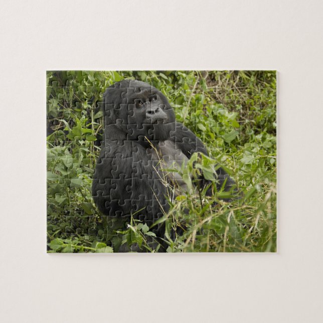Nationalpark Vulkane, Gorilla (Horizontal)