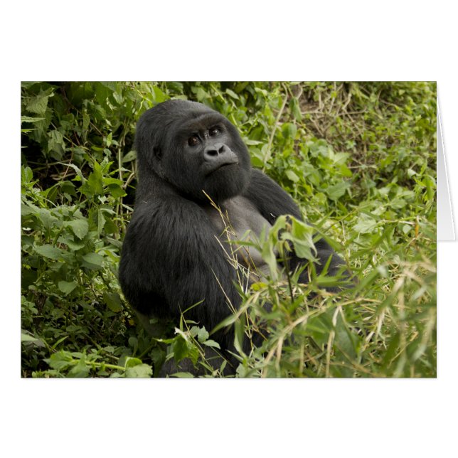 Nationalpark Vulkane, Gorilla (Vorderseite (Horizontal))