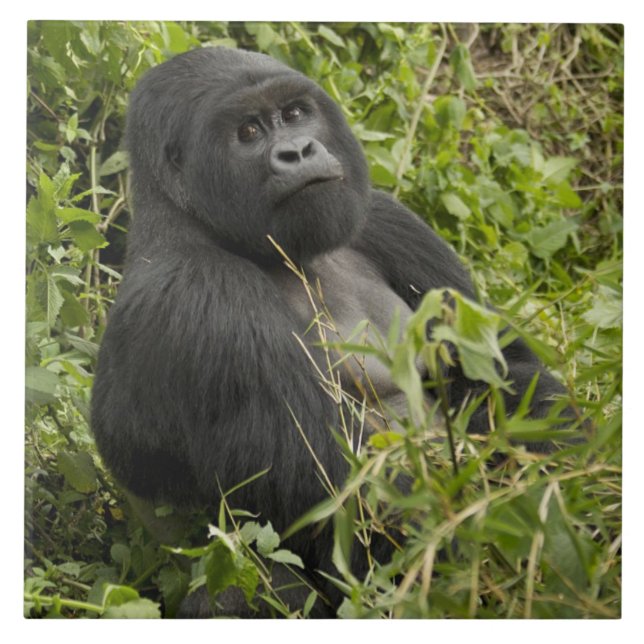 Nationalpark Vulkane, Gorilla Fliese (Vorderseite)