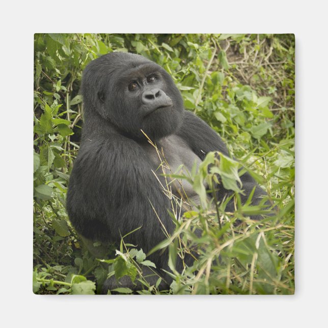 Nationalpark Vulkane, Gorilla Magnet (Vorne)
